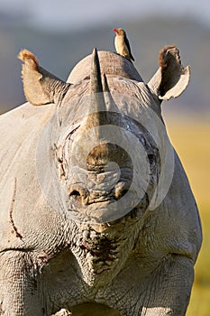 Beautiful black rhino portrait