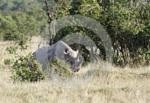 A beautiful black Rhinoceros behind the bush