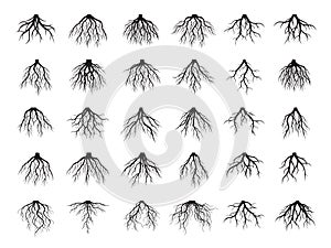 Beautiful Black Roots Tree. Vector Illustration.