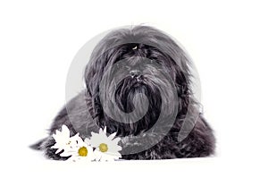 Beautiful black shih tzu puppy studio shot portrait. Fluffy dog baby with flowers isolated on a white background