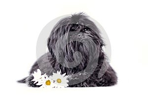 Beautiful black shih tzu puppy studio shot portrait. Fluffy dog baby with flowers isolated on a white background