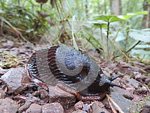 Hermoso negro caracol de acuerdo a arrastrando sobre el alcanzar destino 