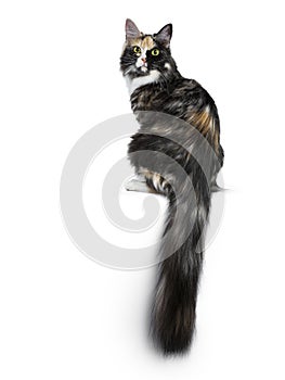 Beautiful black smoke tortie Maine Coon cat girl sitting backwards isolated on white background looking over shoulder into lens