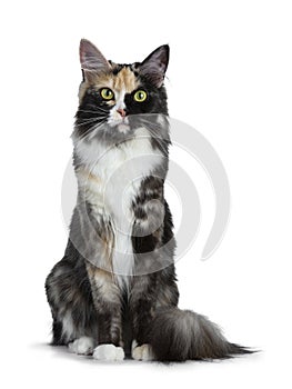 Beautiful black smoke tortie Maine Coon cat girlsitting straight up isolated on white background looking straight in lens