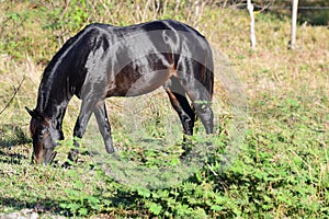 Beautiful black stallion eating grass in a field at a farm