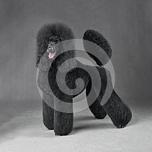 Beautiful black standard poodle