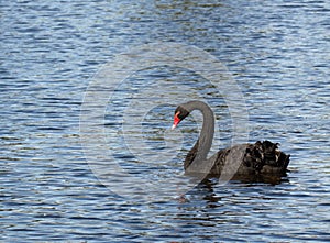 Beautiful black swan