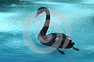 Beautiful Black Swan