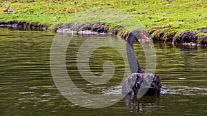 Beautiful black swan from behind, floating in the water, Elegant waterbird from Australia