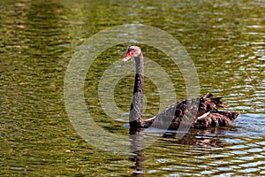 Beautiful black Swan or Cygnus atratus in river