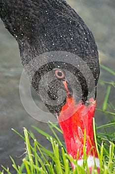 Beautiful black swan eating grass