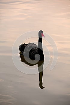 A beautiful black swan floats on the lake at dusk.