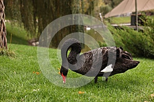 Beautiful black swan on green grass outdoors