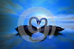 Beautiful black swan in heart shape on lake blue moon light