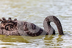 Beautiful black swan hiding his head in the lake