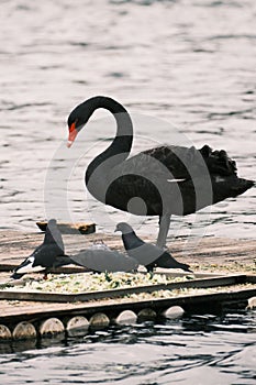 Beautiful black swan with its cygnets on a wooden dock on a lake