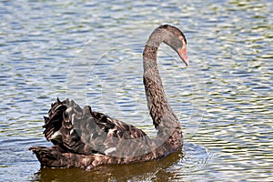 Beautiful Black swan portrait Cygnus atratus in water