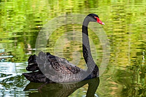 a beautiful black swan swims