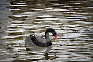 Beautiful black swan in the waters of Konya