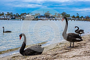 Beautiful black swans on Raymond Island.