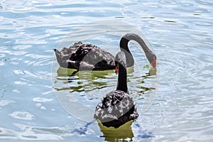 Beautiful black swans sweem