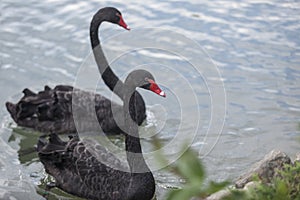 Beautiful black swans swimming in a lake