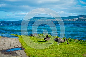 Beautiful black swans on Taupo lake, New Zealand, North Island in a sunny day