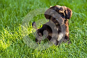 Beautiful black and tan havanese puppy sitting in the grass