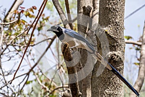 A beautiful black throated magpie jay