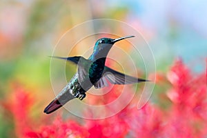 Beautiful Black-throated Mango hummingbird hovering with a colorful background.