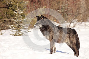 Beautiful black timber wolf