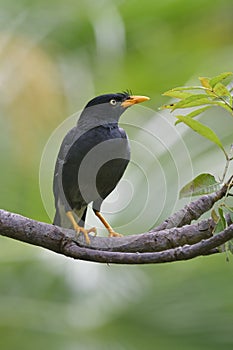 Beautiful black to grey bird, Javan myna (Acridotheres javanicus) or white-vented myna a member of starling family