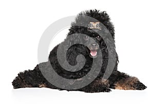 Beautiful black toy poodle, lying on a white background