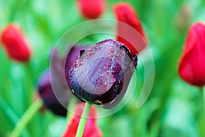 Beautiful black tulip detail. Blurred green red background. Dark purple tulips. Holland tulips. Netherlands, Dutch flowers.