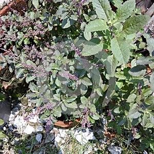 This is beautiful black Tulsi tree