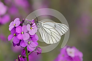 Beautiful Black-Veined White butterfly Aporia crataegi, on pink flower. White butterfly. Blurry green and pink background. Preci