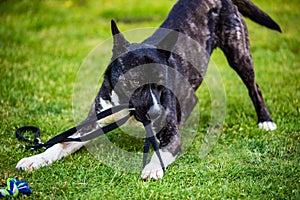 Beautiful black and white akita mutt dog. Mixed and cross-breed