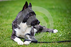 Beautiful black and white akita mutt dog. Mixed and cross-breed