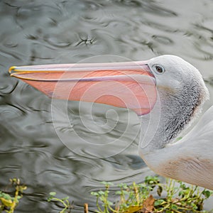 Beautiful black and white Australian pelican with red beak