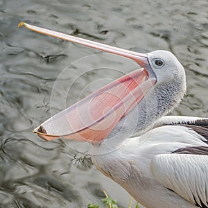 Beautiful black and white Australien pelican playing with a stone