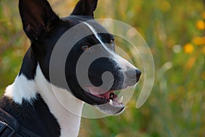 Beautiful black and white Basenji hunting dog with perky ears closeup portrait