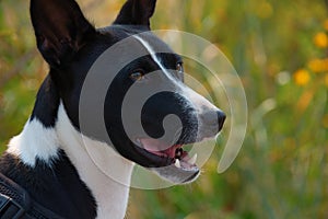 Beautiful black and white Basenji hunting dog with perky ears closeup portrait photo