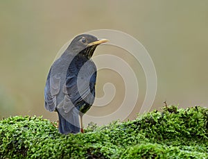 Beautiful black with white belly and yellow beaks bird perching