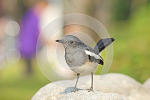 Beautiful black and white bird, female Oriental Magpie Robin