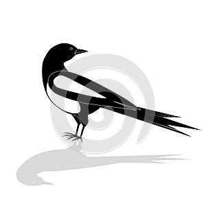 Beautiful black and white bird, male Oriental Magpie Robin logo icon design vector illustration in simple minimalist style