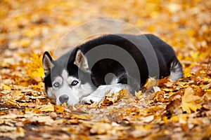 Beautiful black-and-white blue-eyed Siberian Husky lies in the yellow autumn leaves. Cheerful autumn dog.