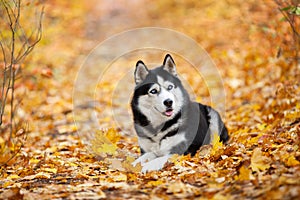 Beautiful black-and-white blue-eyed Siberian Husky lies in the yellow autumn leaves. Cheerful autumn dog.