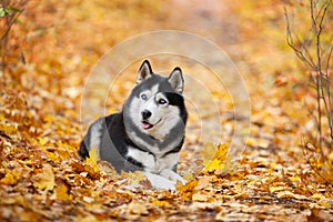 Beautiful black-and-white blue-eyed Siberian Husky lies in the yellow autumn leaves. Cheerful autumn dog