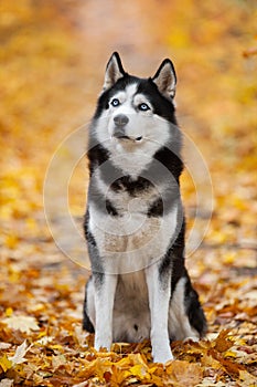 Beautiful black-and-white blue-eyed Siberian Husky sitting in the yellow autumn leaves. Cheerful autumn dog
