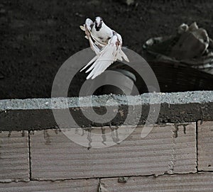 Beautiful black and white brown pigeon coming flying from an apartmeet